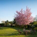 Peaceful garden with a blooming cherry tree and wooden outdoor furniture under a blue sky.